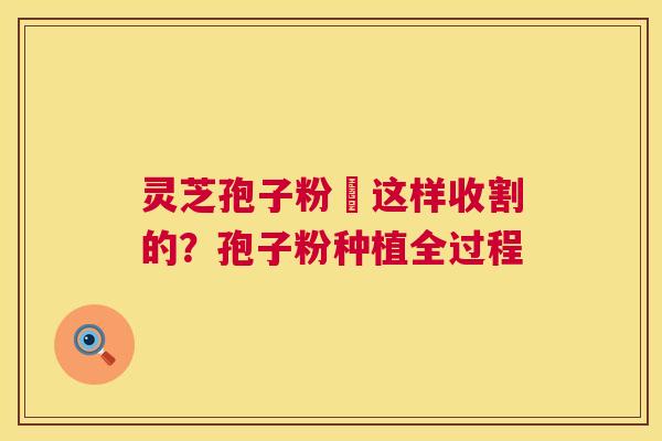 灵芝孢子粉昰这样收割的?孢子粉种植全过程 第1张 灵芝孢子粉昰这样收割的?孢子粉种植全过程 第1张