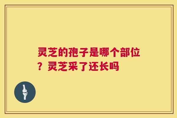 灵芝的孢子是哪个部位？灵芝采了还长吗  第1张
