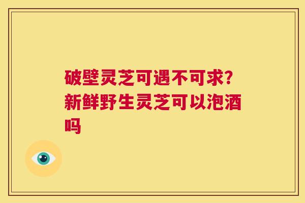 破壁灵芝可遇不可求?新鲜野生灵芝可以泡酒吗 第1张 破壁灵芝可遇不可求?新鲜野生灵芝可以泡酒吗 第1张