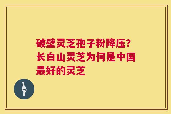 破壁灵芝孢子粉降压？长白山灵芝为何是中国最好的灵芝  第1张