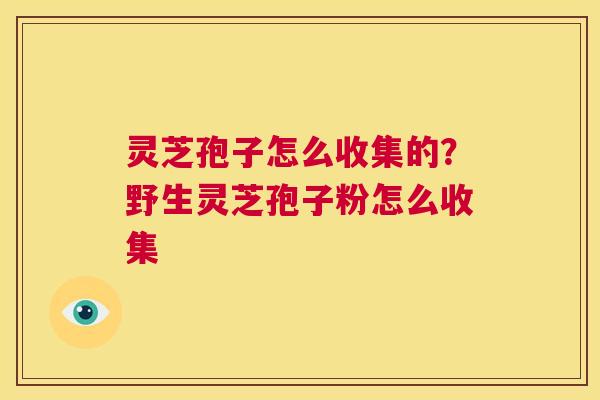 灵芝孢子怎么收集的?野生灵芝孢子粉怎么收集 第1张 灵芝孢子怎么收集的?野生灵芝孢子粉怎么收集 第1张