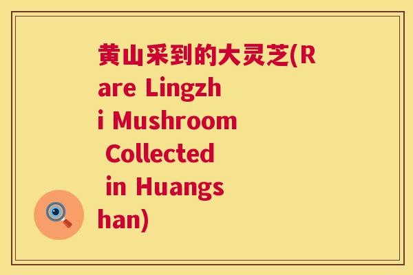 黄山采到的大灵芝(Rare Lingzhi Mushroom Collected in Huangshan) 第1张 黄山采到的大灵芝(Rare Lingzhi Mushroom Collected in Huangshan) 第1张