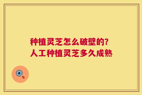 种植灵芝怎么破壁的？人工种植灵芝多久成熟  第1张