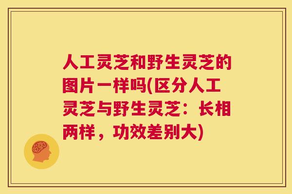 人工灵芝和野生灵芝的图片一样吗(区分人工灵芝与野生灵芝:长相两样,功效差别大) 第1张 人工灵芝和野生灵芝的图片一样吗(区分人工灵芝与野生灵芝:长相两样,功效差别大) 第1张