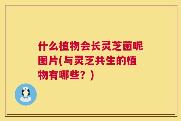什么植物会长灵芝菌呢图片(与灵芝共生的植物有哪些?) 第1张 什么植物会长灵芝菌呢图片(与灵芝共生的植物有哪些?) 第1张