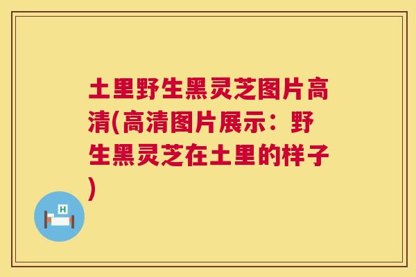 土里野生黑灵芝图片高清(高清图片展示:野生黑灵芝在土里的样子) 第1张 土里野生黑灵芝图片高清(高清图片展示:野生黑灵芝在土里的样子) 第1张