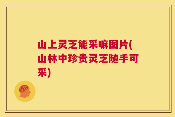 山上灵芝能采嘛图片(山林中珍贵灵芝随手可采) 第1张 山上灵芝能采嘛图片(山林中珍贵灵芝随手可采) 第1张