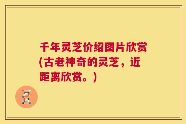 千年灵芝价绍图片欣赏(古老神奇的灵芝,近距离欣赏。) 第1张 千年灵芝价绍图片欣赏(古老神奇的灵芝,近距离欣赏。) 第1张
