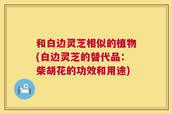 和白边灵芝相似的植物(白边灵芝的替代品:柴胡花的功效和用途) 第1张 和白边灵芝相似的植物(白边灵芝的替代品:柴胡花的功效和用途) 第1张