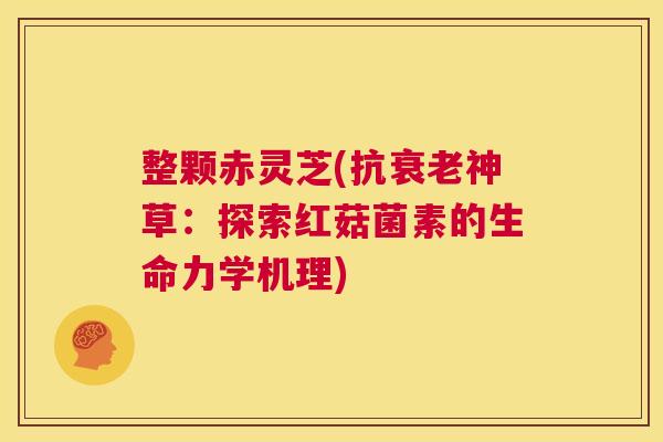 整颗赤灵芝(抗衰老神草:探索红菇菌素的生命力学机理) 第1张 整颗赤灵芝(抗衰老神草:探索红菇菌素的生命力学机理) 第1张
