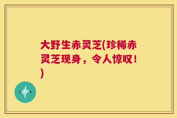 大野生赤灵芝(珍稀赤灵芝现身,令人惊叹!) 第1张 大野生赤灵芝(珍稀赤灵芝现身,令人惊叹!) 第1张