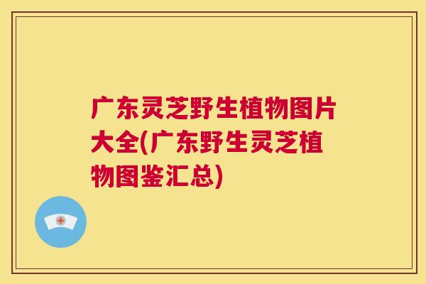 广东灵芝野生植物图片大全(广东野生灵芝植物图鉴汇总) 第1张 广东灵芝野生植物图片大全(广东野生灵芝植物图鉴汇总) 第1张