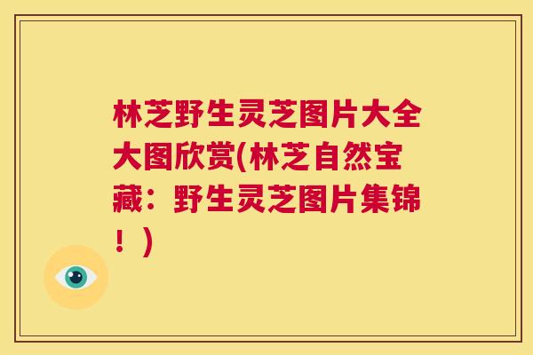 林芝野生灵芝图片大全大图欣赏(林芝自然宝藏:野生灵芝图片集锦!) 第1张 林芝野生灵芝图片大全大图欣赏(林芝自然宝藏:野生灵芝图片集锦!) 第1张