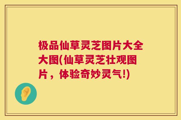 极品仙草灵芝图片大全大图(仙草灵芝壮观图片,体验奇妙灵气!) 第1张 极品仙草灵芝图片大全大图(仙草灵芝壮观图片,体验奇妙灵气!) 第1张