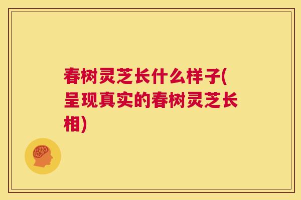 春树灵芝长什么样子(呈现真实的春树灵芝长相) 第1张 春树灵芝长什么样子(呈现真实的春树灵芝长相) 第1张