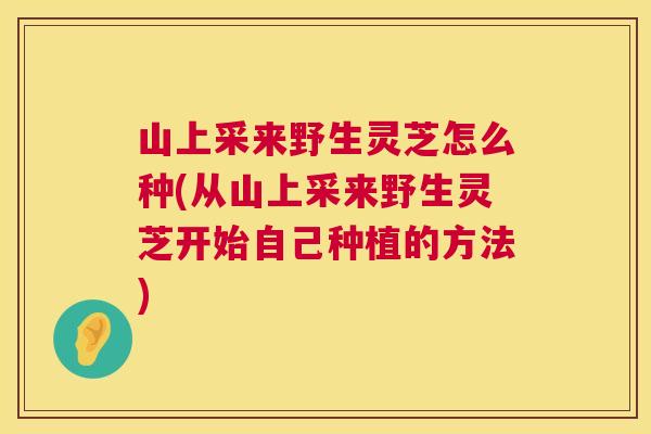 山上采来野生灵芝怎么种(从山上采来野生灵芝开始自己种植的方法) 第1张 山上采来野生灵芝怎么种(从山上采来野生灵芝开始自己种植的方法) 第1张
