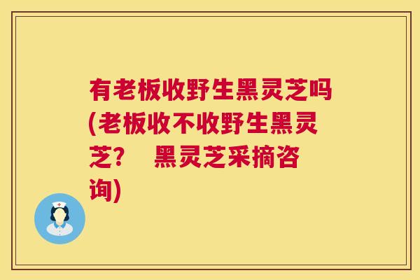 有老板收野生黑灵芝吗(老板收不收野生黑灵芝? 黑灵芝采摘咨询) 第1张 有老板收野生黑灵芝吗(老板收不收野生黑灵芝? 黑灵芝采摘咨询) 第1张
