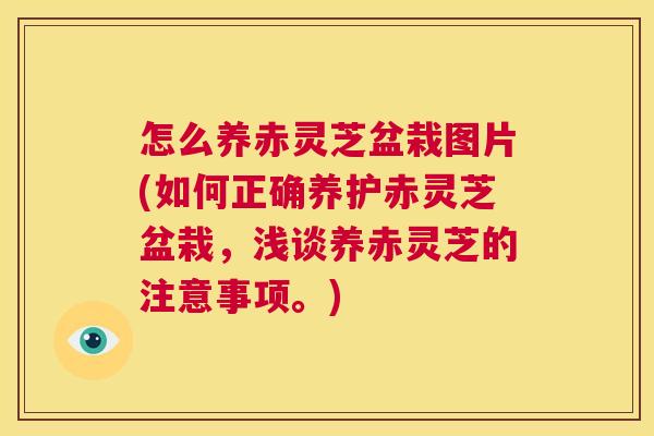 怎么养赤灵芝盆栽图片(如何正确养护赤灵芝盆栽,浅谈养赤灵芝的注意事项。) 第1张 怎么养赤灵芝盆栽图片(如何正确养护赤灵芝盆栽,浅谈养赤灵芝的注意事项。) 第1张