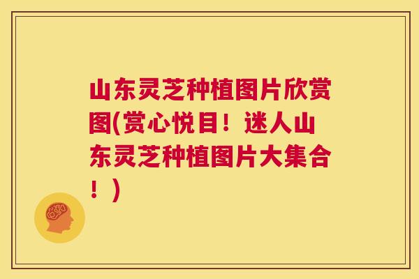 山东灵芝种植图片欣赏图(赏心悦目!迷人山东灵芝种植图片大集合!) 第1张 山东灵芝种植图片欣赏图(赏心悦目!迷人山东灵芝种植图片大集合!) 第1张
