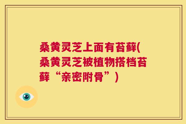 桑黄灵芝上面有苔藓(桑黄灵芝被植物搭档苔藓“亲密附骨”) 第1张 桑黄灵芝上面有苔藓(桑黄灵芝被植物搭档苔藓“亲密附骨”) 第1张