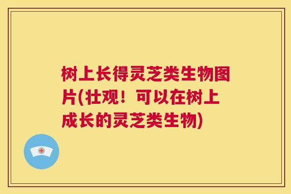 树上长得灵芝类生物图片(壮观！可以在树上成长的灵芝类生物)  第1张