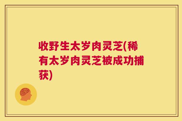收野生太岁肉灵芝(稀有太岁肉灵芝被成功捕获) 第1张 收野生太岁肉灵芝(稀有太岁肉灵芝被成功捕获) 第1张