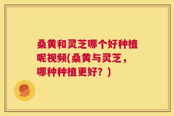 桑黄和灵芝哪个好种植呢视频(桑黄与灵芝,哪种种植更好?) 第1张 桑黄和灵芝哪个好种植呢视频(桑黄与灵芝,哪种种植更好?) 第1张