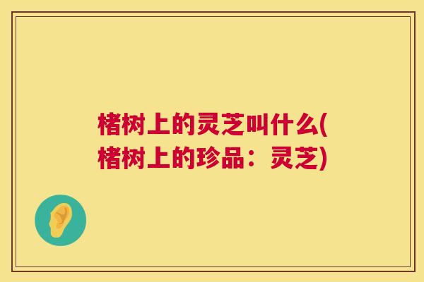 楮树上的灵芝叫什么(楮树上的珍品:灵芝) 第1张 楮树上的灵芝叫什么(楮树上的珍品:灵芝) 第1张