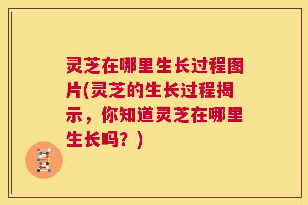 灵芝在哪里生长过程图片(灵芝的生长过程揭示,你知道灵芝在哪里生长吗?) 第1张 灵芝在哪里生长过程图片(灵芝的生长过程揭示,你知道灵芝在哪里生长吗?) 第1张