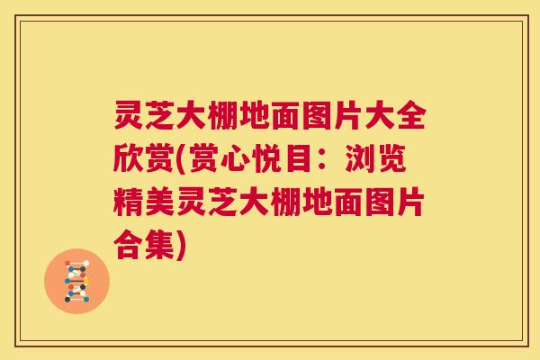灵芝大棚地面图片大全欣赏(赏心悦目:浏览精美灵芝大棚地面图片合集) 第1张 灵芝大棚地面图片大全欣赏(赏心悦目:浏览精美灵芝大棚地面图片合集) 第1张