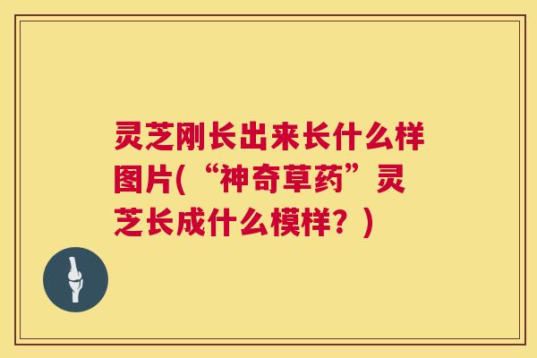 灵芝刚长出来长什么样图片(“神奇草药”灵芝长成什么模样?) 第1张 灵芝刚长出来长什么样图片(“神奇草药”灵芝长成什么模样?) 第1张