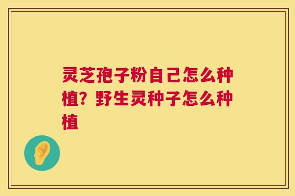 灵芝孢子粉自己怎么种植?野生灵种子怎么种植 第1张 灵芝孢子粉自己怎么种植?野生灵种子怎么种植 第1张
