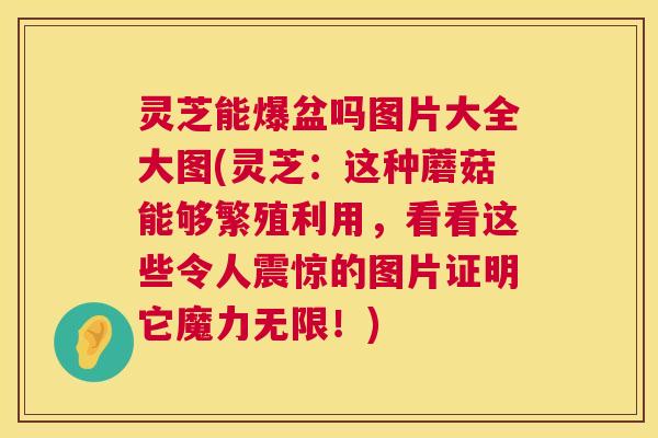 灵芝能爆盆吗图片大全大图(灵芝:这种蘑菇能够繁殖利用,看看这些令人震惊的图片证明它魔力无限!) 第1张 灵芝能爆盆吗图片大全大图(灵芝:这种蘑菇能够繁殖利用,看看这些令人震惊的图片证明它魔力无限!) 第1张