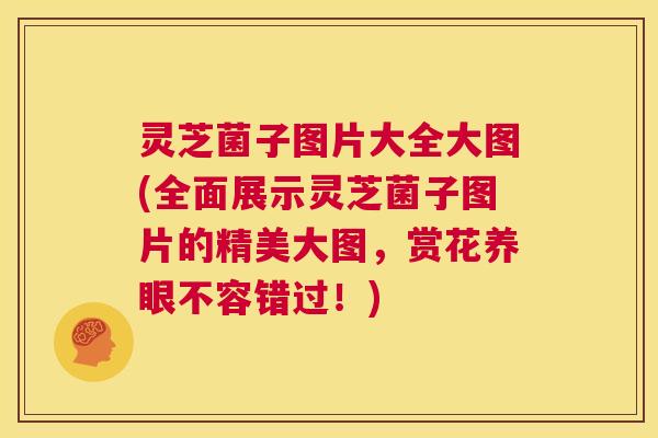 灵芝菌子图片大全大图(全面展示灵芝菌子图片的精美大图,赏花养眼不容错过!) 第1张 灵芝菌子图片大全大图(全面展示灵芝菌子图片的精美大图,赏花养眼不容错过!) 第1张