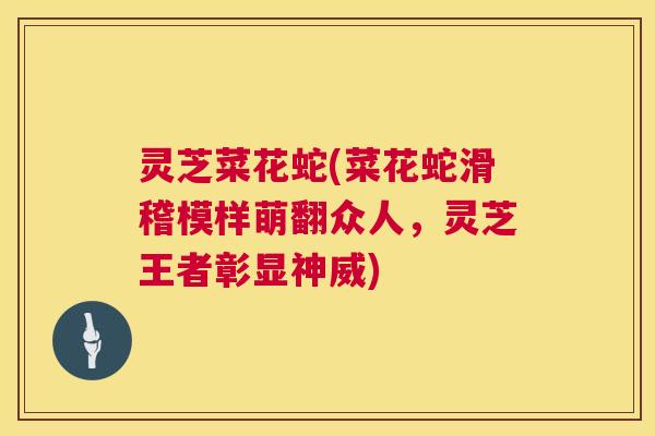 灵芝菜花蛇(菜花蛇滑稽模样萌翻众人,灵芝王者彰显神威) 第1张 灵芝菜花蛇(菜花蛇滑稽模样萌翻众人,灵芝王者彰显神威) 第1张