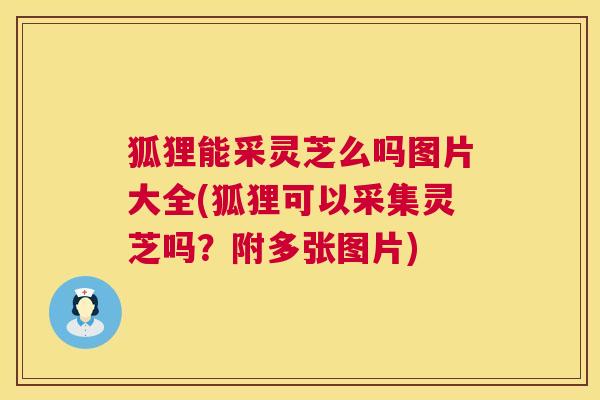 狐狸能采灵芝么吗图片大全(狐狸可以采集灵芝吗?附多张图片) 第1张 狐狸能采灵芝么吗图片大全(狐狸可以采集灵芝吗?附多张图片) 第1张