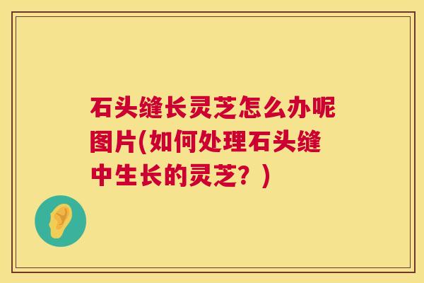 石头缝长灵芝怎么办呢图片(如何处理石头缝中生长的灵芝？)  第1张