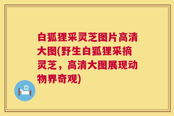 白狐狸采灵芝图片高清大图(野生白狐狸采摘灵芝,高清大图展现动物界奇观) 第1张 白狐狸采灵芝图片高清大图(野生白狐狸采摘灵芝,高清大图展现动物界奇观) 第1张