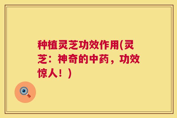 种植灵芝功效作用(灵芝：神奇的中药，功效惊人！)  第1张