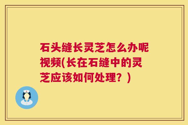石头缝长灵芝怎么办呢视频(长在石缝中的灵芝应该如何处理?) 第1张 石头缝长灵芝怎么办呢视频(长在石缝中的灵芝应该如何处理?) 第1张