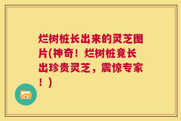 烂树桩长出来的灵芝图片(神奇!烂树桩竟长出珍贵灵芝,震惊专家!) 第1张 烂树桩长出来的灵芝图片(神奇!烂树桩竟长出珍贵灵芝,震惊专家!) 第1张