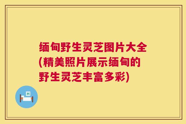 缅甸野生灵芝图片大全(精美照片展示缅甸的野生灵芝丰富多彩) 第1张 缅甸野生灵芝图片大全(精美照片展示缅甸的野生灵芝丰富多彩) 第1张