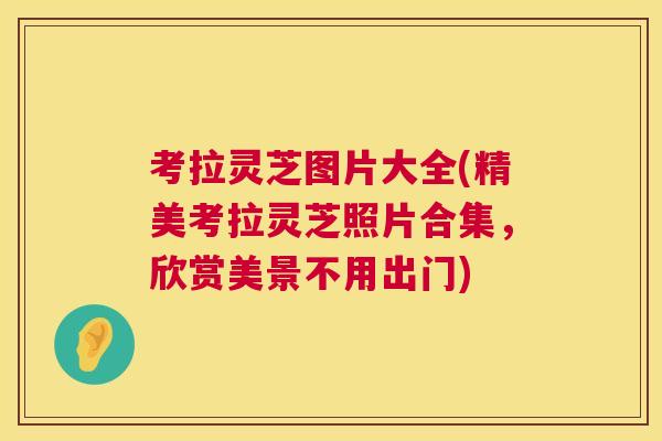 考拉灵芝图片大全(精美考拉灵芝照片合集，欣赏美景不用出门)  第1张