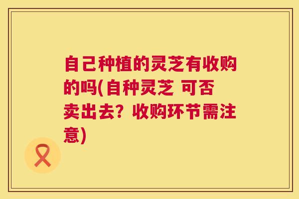 自己种植的灵芝有收购的吗(自种灵芝 可否卖出去?收购环节需注意) 第1张 自己种植的灵芝有收购的吗(自种灵芝 可否卖出去?收购环节需注意) 第1张