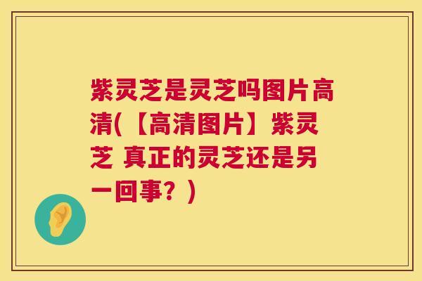 紫灵芝是灵芝吗图片高清(【高清图片】紫灵芝 真正的灵芝还是另一回事？)  第1张