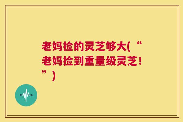 老妈捡的灵芝够大(“老妈捡到重量级灵芝!”) 第1张 老妈捡的灵芝够大(“老妈捡到重量级灵芝!”) 第1张