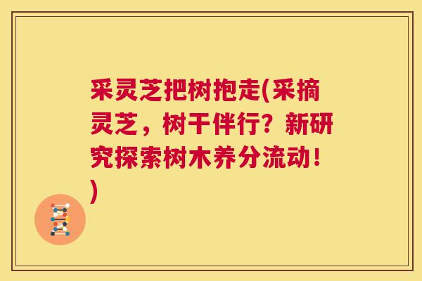 采灵芝把树抱走(采摘灵芝,树干伴行?新研究探索树木养分流动!) 第1张 采灵芝把树抱走(采摘灵芝,树干伴行?新研究探索树木养分流动!) 第1张