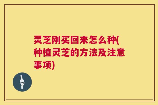 灵芝刚买回来怎么种(种植灵芝的方法及注意事项) 第1张 灵芝刚买回来怎么种(种植灵芝的方法及注意事项) 第1张